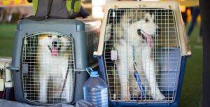 Air Canada becomes the first airline to receive re-certification for the safe transport of live animals