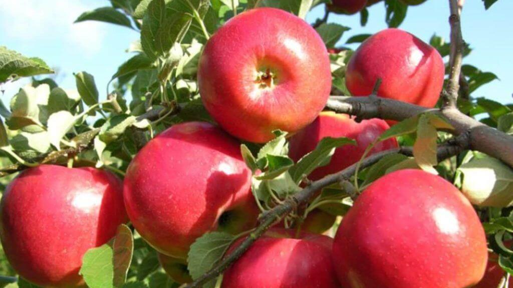 Indian Farmers Applaud Government’s Decision To Ban Import of Low-Cost Apples