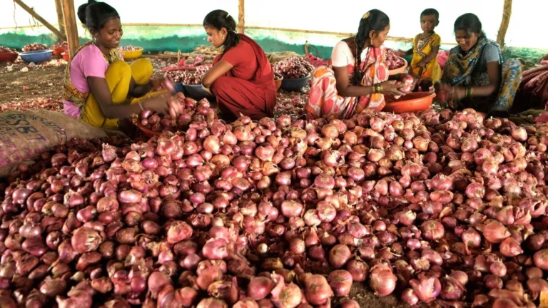 India resumes onion exports with 1,650 tonnes bound for Bangladesh