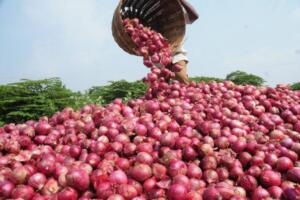 Centre permits onion export to six nations, lifts four-month ban