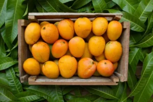 MSAMB targets 5,000 tonnes mango export amid favourable season