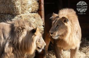 Qatar Cargo flies six rescued lions to Africa in a conservation effort