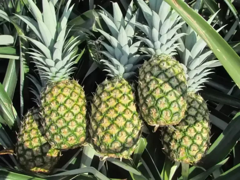 India exports first consignment of MD-2 pineapples to UAE