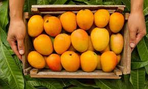 Indian mango exporters struggle amidst rising freight costs