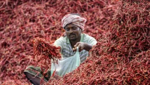 Indian red chilli exports surge to record $1.509 billion in FY23-24