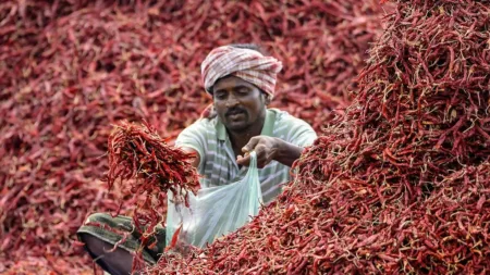 Indian red chilli exports surge to record $1.509 billion in FY23-24