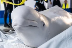 Silk Way Airlines completes mission to relocate Beluga whales to Spain