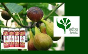 India exports first GI-tagged Fig juice to Poland, boosting agro-exports