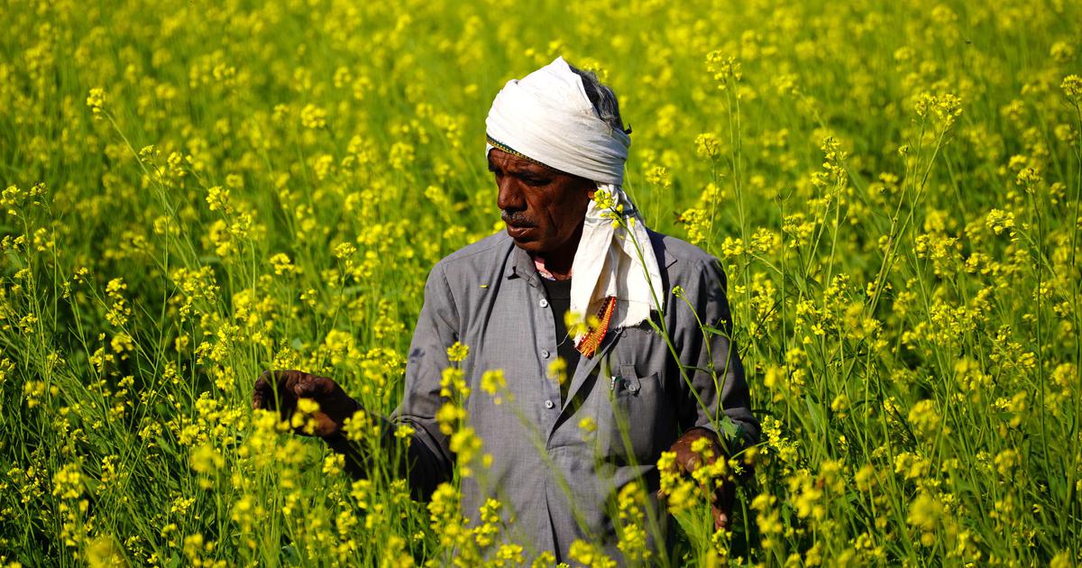 Blue Darts CSR initiative boosts farmer income through Safed Musli revival