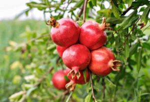 India's first pomegranate shipment to Australia marks milestone in exports