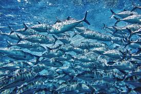 Tuna export gets boost with new cluster in Andaman & Nicobar