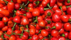 APEDA boosts Sikkim’s Dalle Chilly export to the Solomon islands