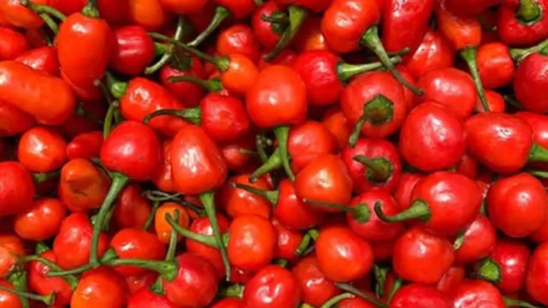 APEDA boosts Sikkim’s Dalle Chilly export to the Solomon islands