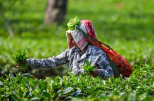 India’s tea exports grew nearly 10% in 2024, shows board data