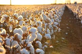 Centre extends import duty exemption on cotton till December 31, 2025 1 Centre extends import duty exemption on cotton till December 31, 2025