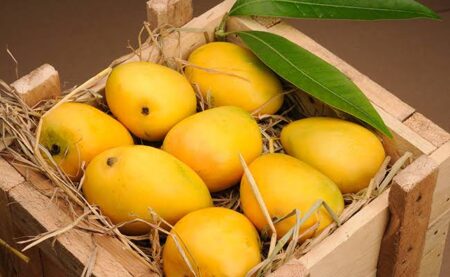 BLR Airport ships record 31.5 lakh mangoes to 51 destinations
