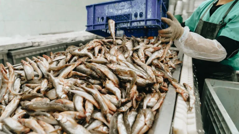 EU clears 102 Indian fishery units, boosting seafood export prospects
