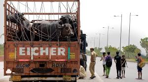 India urged to launch nationwide livestock transport network for farmers India urged to launch nationwide livestock transport network for farmers