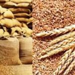 Govt clears 25 LMT wheat, 5 LMT wheat products export; sugar quota raised