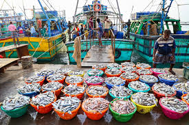 India's Seafood Exports Hit a Record Rs 72,000 Crore