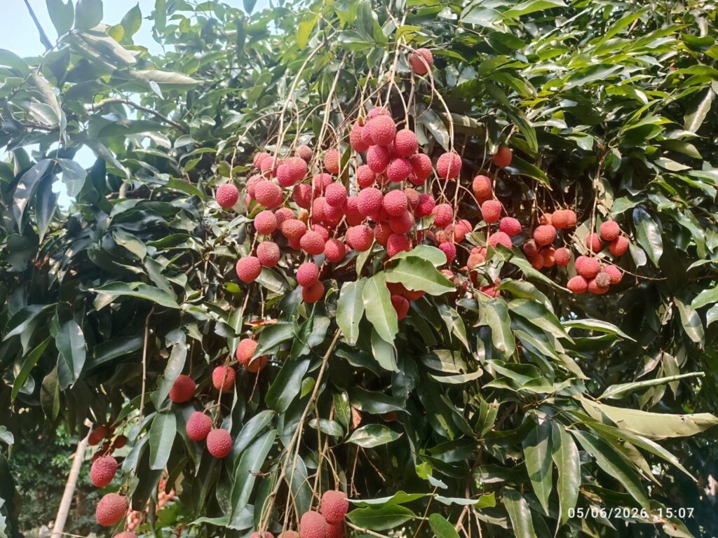 Assam's GI-Tagged Tezpur Litchi Makes Dubai Debut