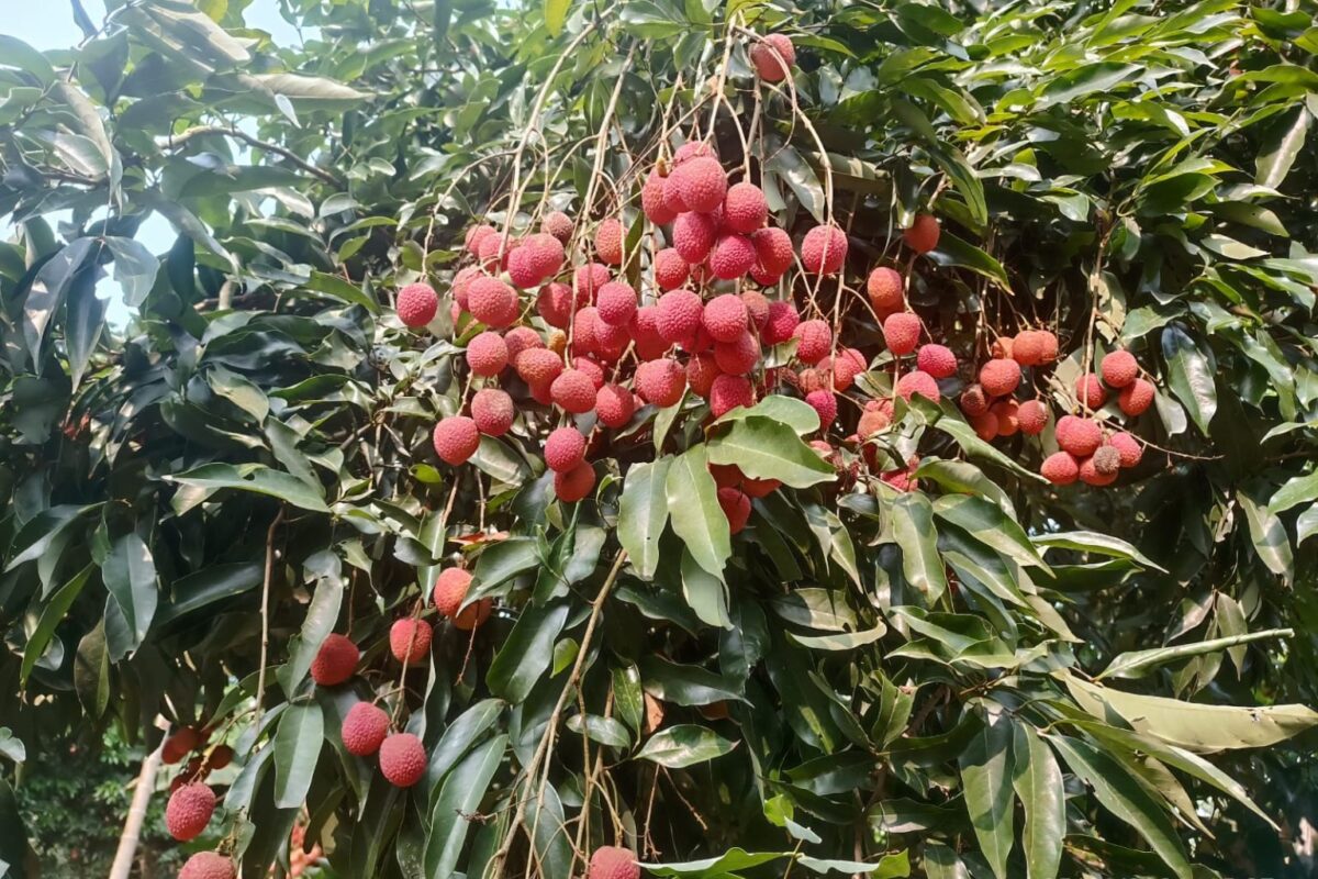 NEXT Gen Home 3 Assam’s GI-Tagged Tezpur Litchi Makes Dubai Debut