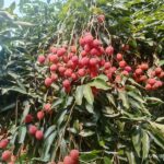 Assam’s GI-Tagged Tezpur Litchi Makes Dubai Debut