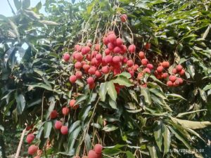 Assam's GI-Tagged Tezpur Litchi Makes Dubai Debut