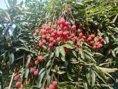Assam's GI-Tagged Tezpur Litchi Makes Dubai Debut