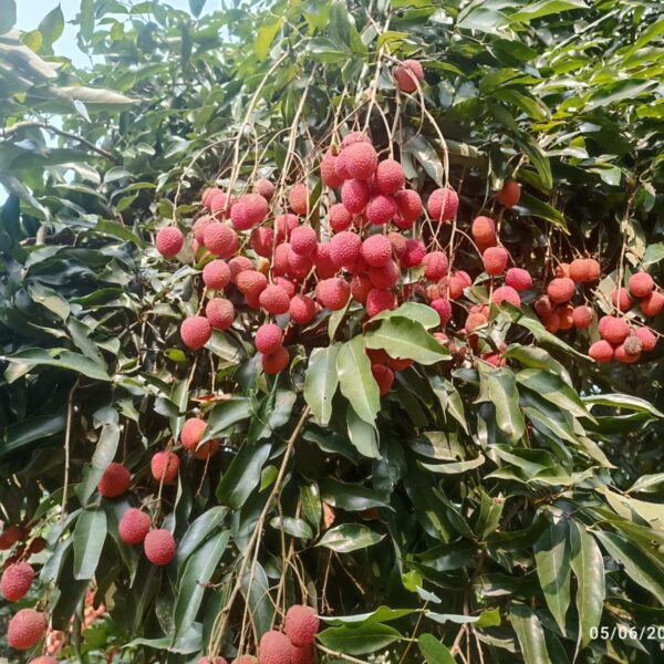 NEXT Gen Home 11 Assam’s GI-Tagged Tezpur Litchi Makes Dubai Debut