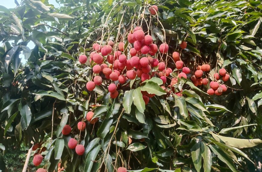Assam’s GI-Tagged Tezpur Litchi Makes Dubai&hellip;