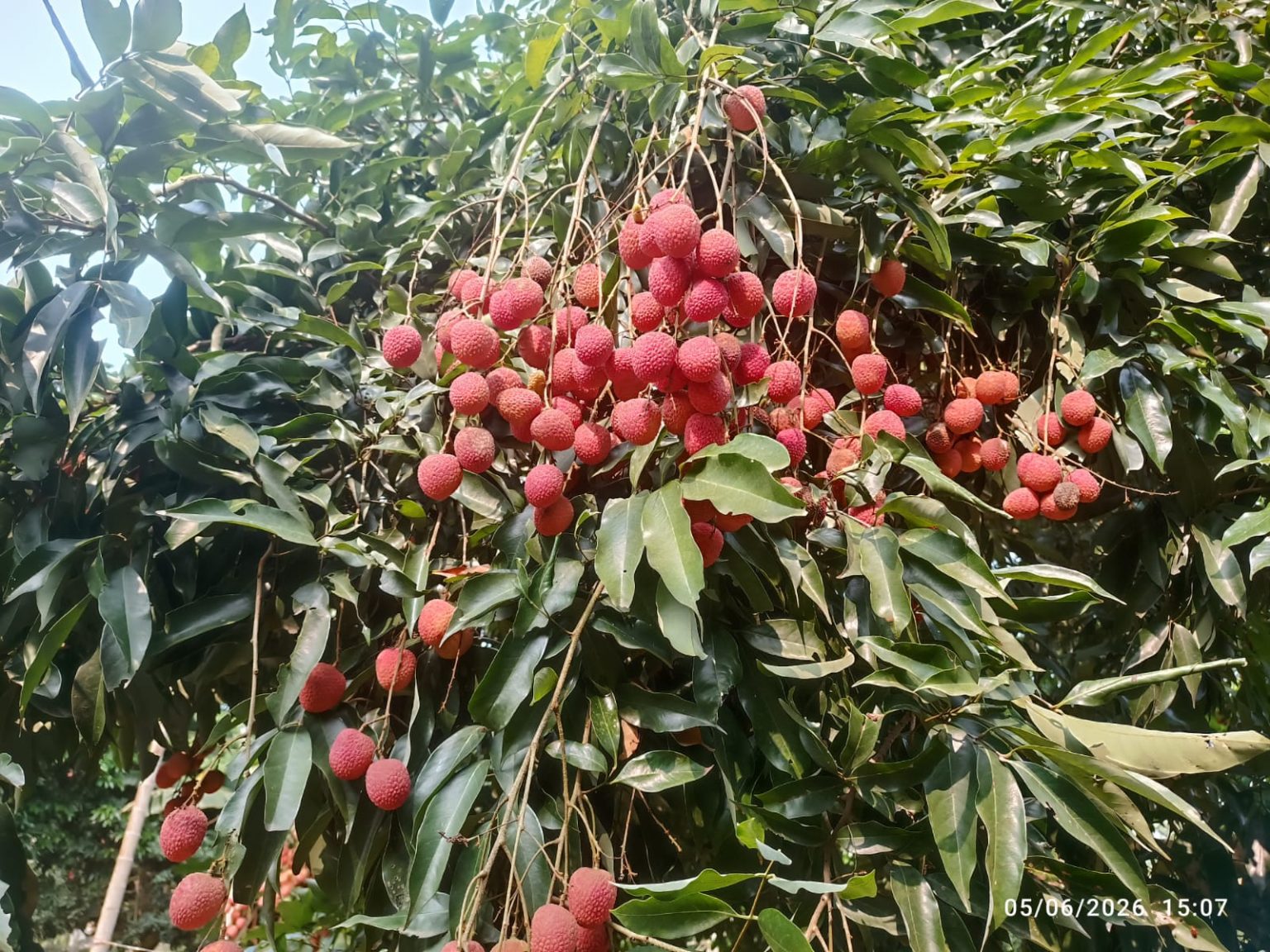 Assam’s GI-Tagged Tezpur Litchi Makes Dubai Debut