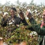 India Waives Cotton Import Duties Until October 2026