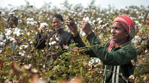 India Waives Cotton Import Duties Until October 2026 India Waives Cotton Import Duties Until October 2026