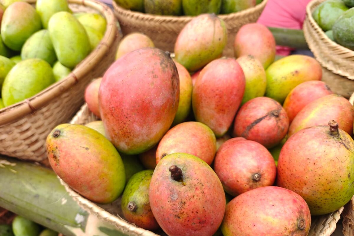 MP’s GI-Tagged Rewa Sundarja Mango Makes UAE Export Debut