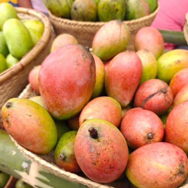 MP’s GI-Tagged Rewa Sundarja Mango Makes UAE Export Debut