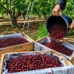 Home 4 J&K Stone Fruits Make UAE Export Debut via APEDA