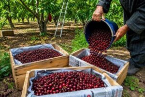 J&K Stone Fruits Make UAE Export Debut via APEDA