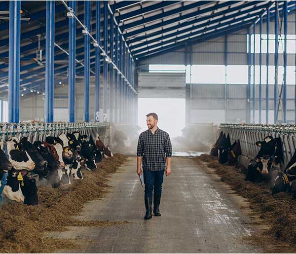 Government expands dairy, livestock support