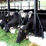 Home 4 Government Strengthens Dairy Infrastructure Across India