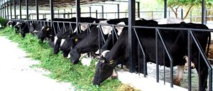 Government Strengthens Dairy Infrastructure Across India