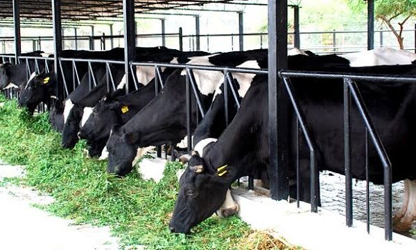 Government Strengthens Dairy Infrastructure Across India
