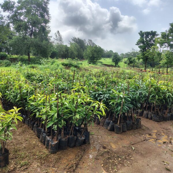 Allcargo Scales Project Maitree to 81 Villages